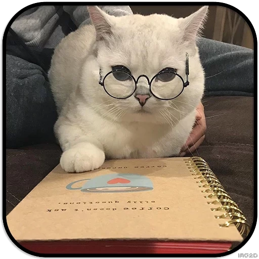 кот ученый, кот историк, животные милые, крутые белые коты очках