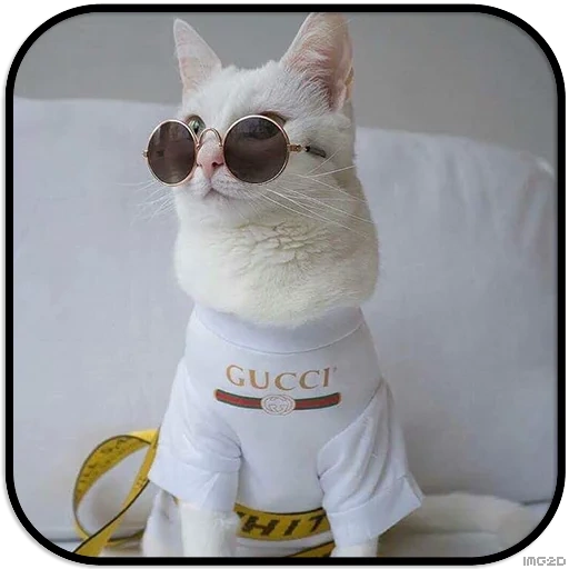 кошка шанель, кошка одежде, стильный кот, модные котики, стильные коты