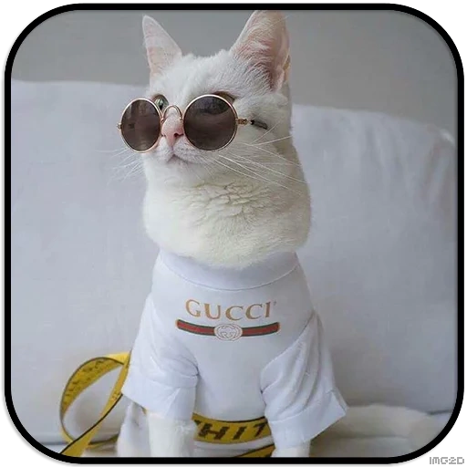 chanel cat, chat de vêtements, chat élégant, chats de la mode, chats élégants