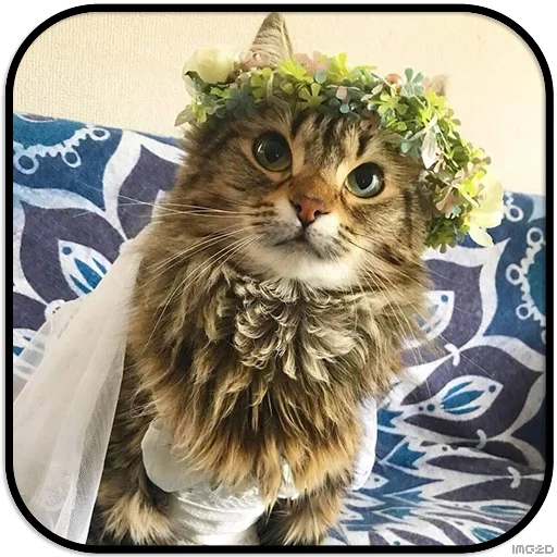 gato, gato, selo, gatinho, a coroa de flores na cabeça do gato