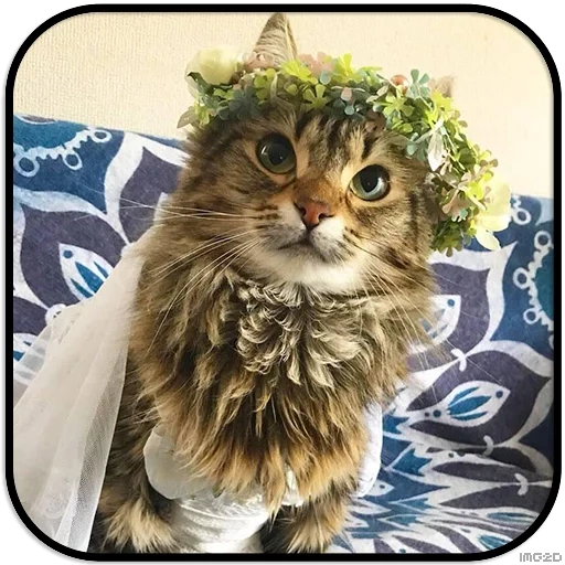 chat, chat, chats, un chat, chat avec une couronne de tête