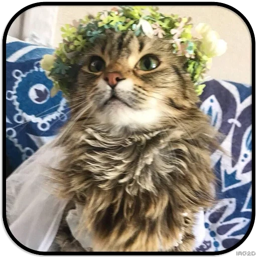 gatto, corona di gatto, gli animali sono carini, il gatto è una corona di fiori, gatto con una corona della testa