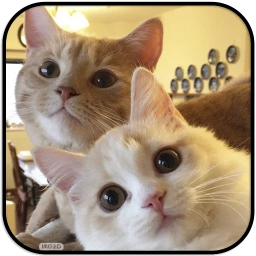 chats, chat chat, chats mignons, deux chats selfie, nous sommes des chats mignons