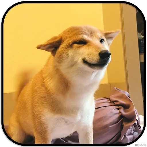 perro akita, perro sonriente, chai perro, chai perro, razas de fiasco de perro