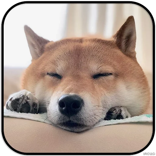 chai perro, shiba inu, chiba akita, akita chai dog, chai perro