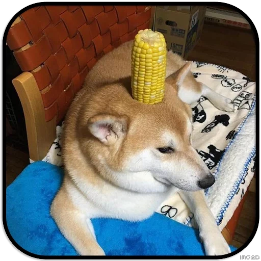 кндр, corn dog, shiba inu, doggo bonk, potato doggo