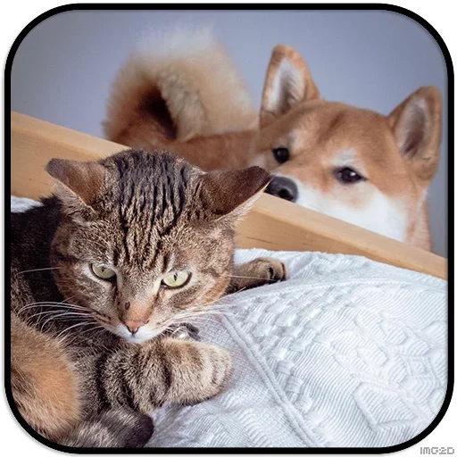 anjing vs kucing, hewan kucing, binatang itu konyol, binatang lucu, hewan kucing dan anjing