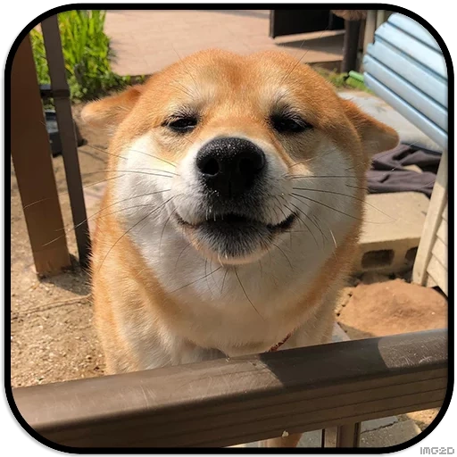 cão, shiba inu, cachorro sorridente, siba iu sorri, cachorro sorridente akita inu