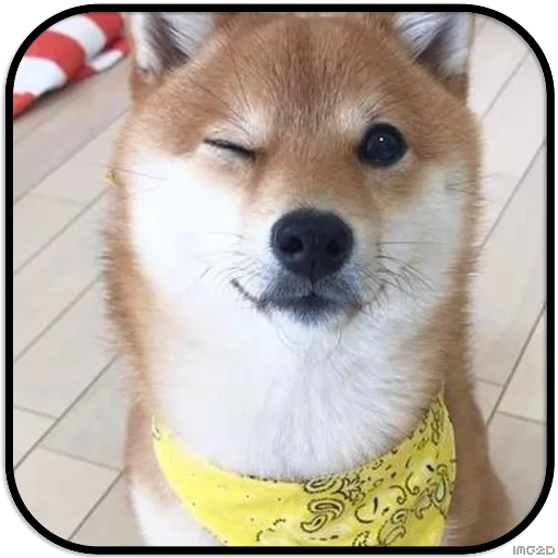chai dog dog, akita chiba, akita shihu, chiba hachita, chiba inu akita inu