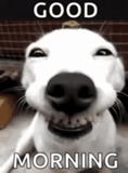 chien, sourire de chien, sourire de chien, joyeux chien, chien souriant