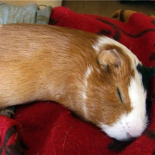 cavy, the guinea pig is red, the guinea pig lies, golland's guinea pig, smooth haired guinea pig
