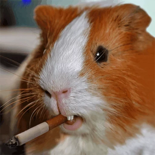 pigs, cavy, hamster with a cigarette, the guinea pig is red, white guinea pig
