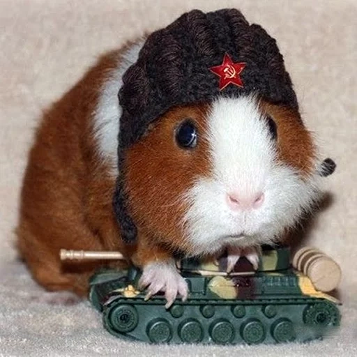 a hamster hat, a hamster form, combat hamster, cavy, the guinea pig is funny