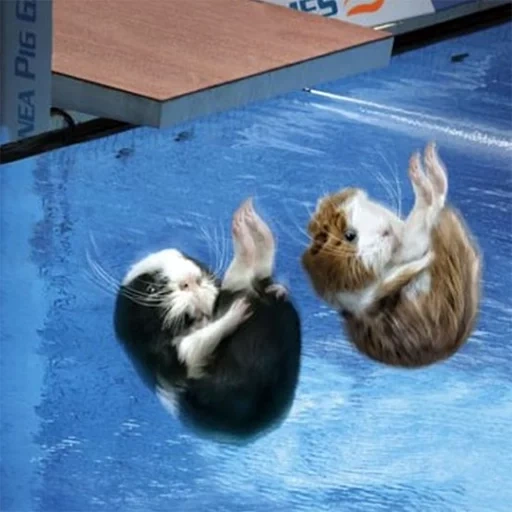 guinea, guinea pig, guinea pigs, the guinea pig swims, guinea pig games calendar