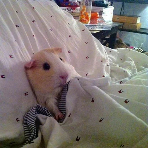hamster, guinea pigs, the animals are cute, the hamster woke up, the most cute animals