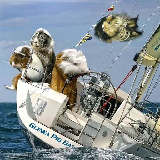 iate, gato, os iates são mar, navio animal, richard sharp yacht