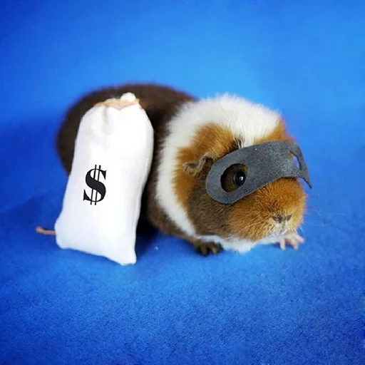 guinea pigs, the guinea pig is sweet, tricolor guinea pig, naval pig american teddy, naval pigs of breed american teddy