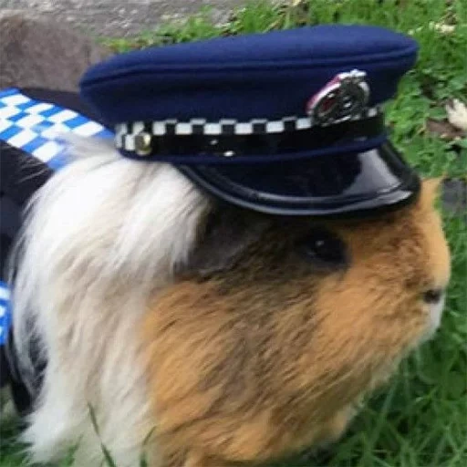 zgvis gochi, cavy, guinea pig suit, homemade guinea pig, guinea pig policeman