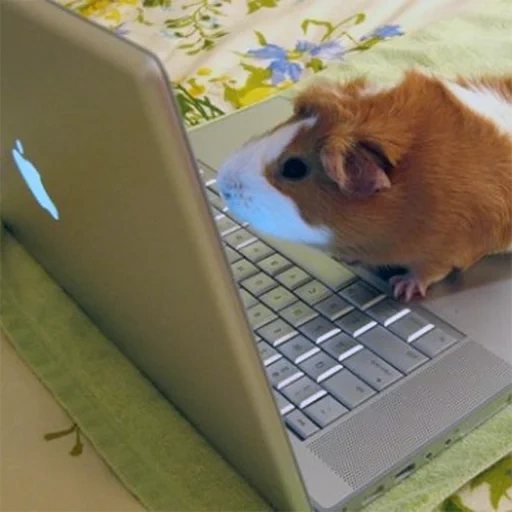hamster, hamster qui parle, le hamster est ordinateur, cochon d'inde, cochon d'inde sur l'ordinateur