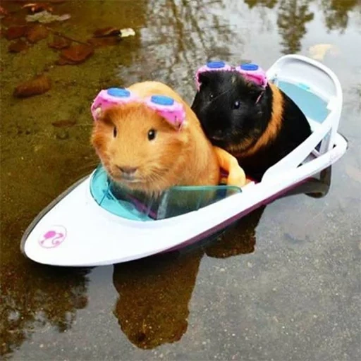 guinea pig, hamster boat, cavy, guinea pig suit, the guinea pigs are funny