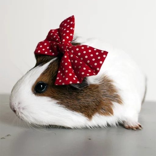 kit, a hamster with a bow, animal hamster, cavy, guinea pig frosya