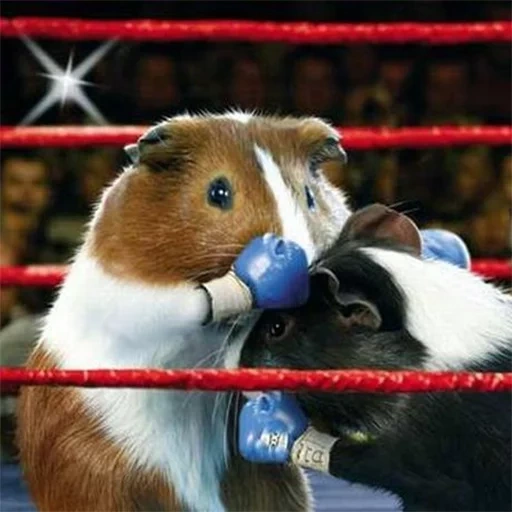 guinea pig, hamster boxer, guinea pigs, sports hamster, guinea pigs ring