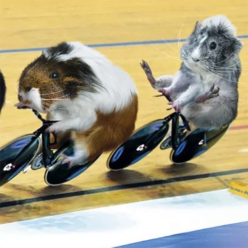 guinea pig, cavy, evil guinea pig, funny guinea pigs, sports guinea pigs