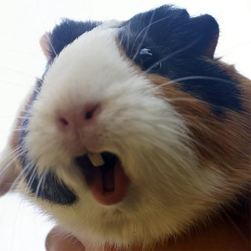 guinea pig, cavy, evil guinea pig, big sea pig, the guinea pig is funny