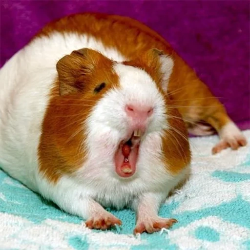 cavy, the guinea pig is yawning, homemade guinea pig, golland's guinea pig, the guinea pig is short haired