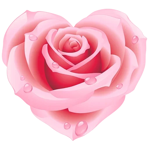 розы сердце, розовые розы, роза нежно розовая, красивые розовые розы, нежно розовые розы прозрачном фоне