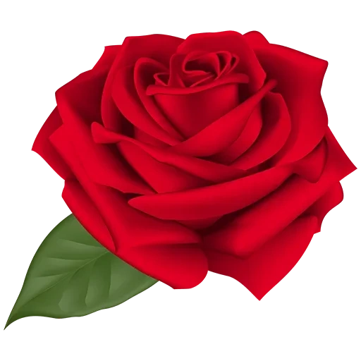 розы, алая роза, розы красные, заколка роза красная, красивые красные розы
