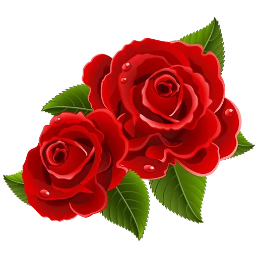цветы розы, символ розы, клипарт розы, красная роза, цветы красные розы