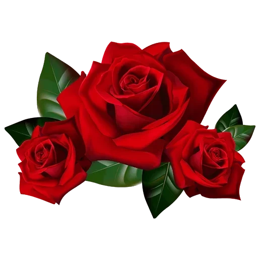 клипарт розы, красные розы, роза без фона, цветы без фона, красные розы белом фоне