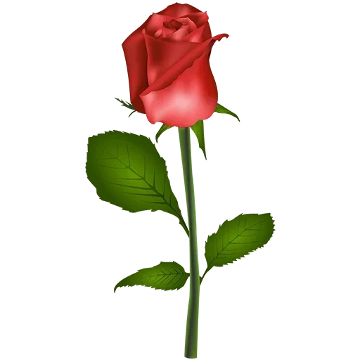стебель розы, бутон красной розы, розы прозрачном фоне, красивый цветок стеблем, красная роза прозрачном фоне