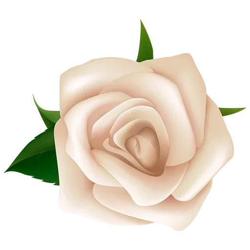 белые розы, клипарт цветы, цветы без фона, розы прозрачном фоне, кремовая роза белом фоне