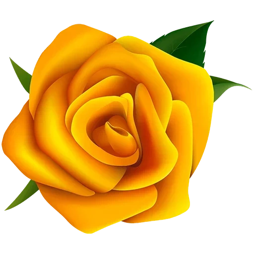 желтые розы, роза без фона, желтые розы вектор, желтая роза белом фоне