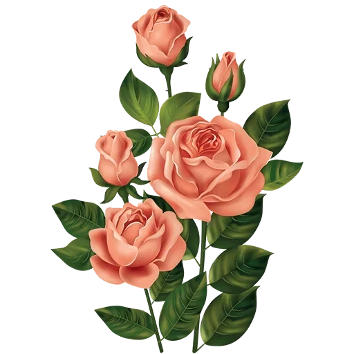 цветы, роза кустовая, векторная роза, цветы розы кустовые, цветы розы прозрачном фоне