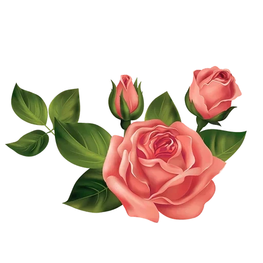 цветы, клипарт розы, розы прозрачном фоне, на прозрачном фоне цветы, цветы розы прозрачном фоне