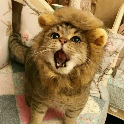 die katze und der löwe, die katze und der löwe, der löwe lacht, katzen sind lustig, indoor lion