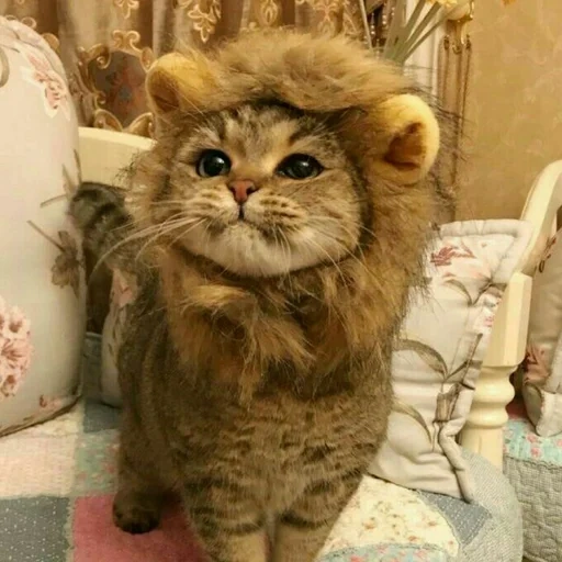 коты, кот лев, кот смешной, котик костюме льва, милые котики смешные