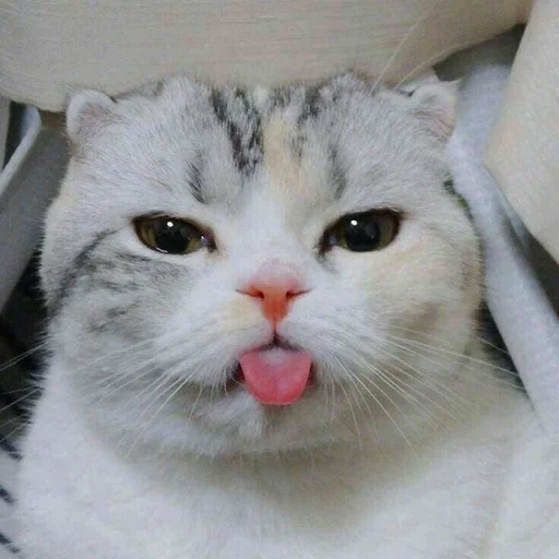 cat, the cat on the tongue, the cat showed its tongue, cute cats are funny, a cat with its tongue sticking out
