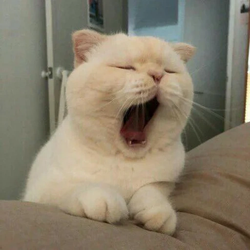 o gato é engraçado, selo bocejando, animal alegre, gato branco boceja, gatos fofos são engraçados