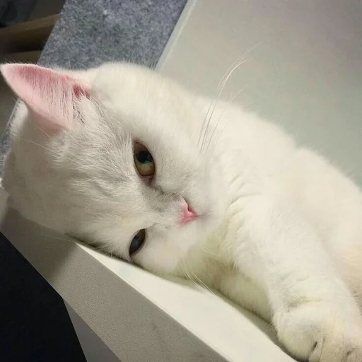 кот, кошка, белая кошка, уставший котик, милый сонный котик