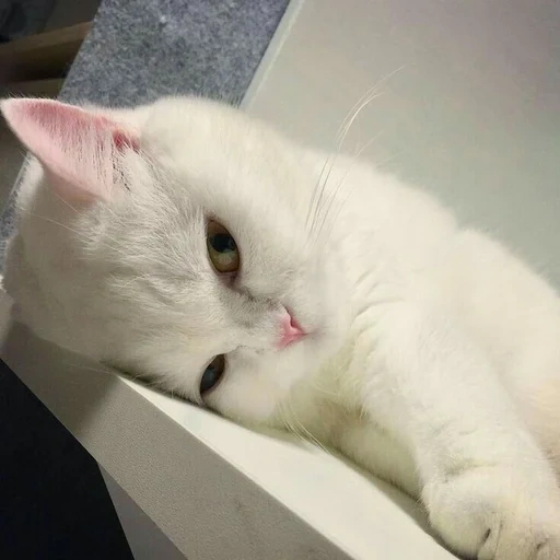 gato, gato, gato branco, cachorro cansado, gato fofinho