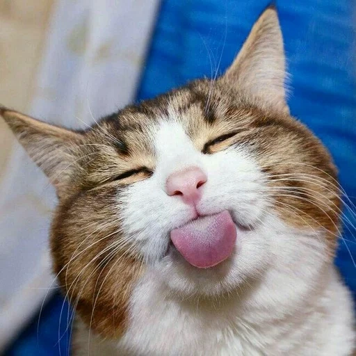 el gato es divertido, gato riendo, gato satisfecho, los gatos son divertidos, un gato sonriente