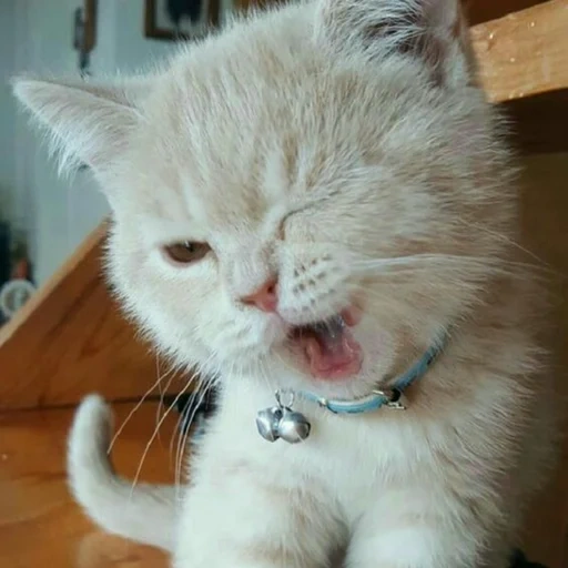 gato, el gato es divertido, gatos graciosos, gato de guión, guardiando a un gato