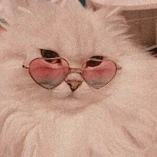 кошка, котик розовый, кот розовых очках, милые котики смешные