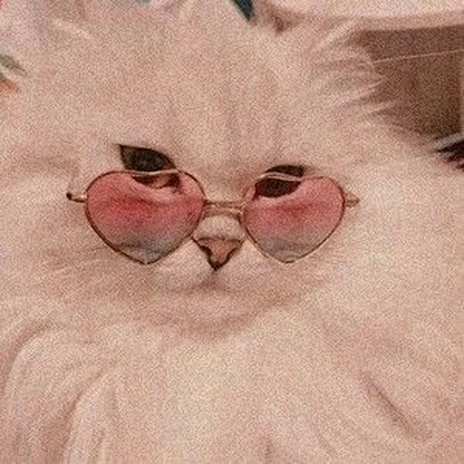 gato, el gato es rosa, gafas rosa, los lindos gatos son divertidos