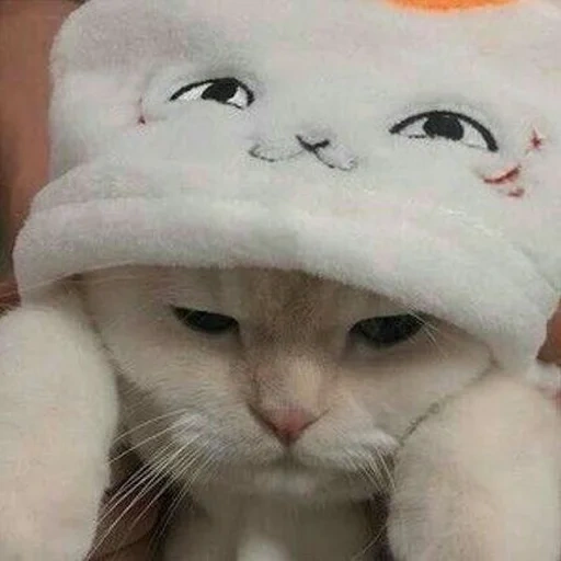 gato, gorra de kitte, los gatos son lindos, estética de los gatos, los lindos gatos son divertidos