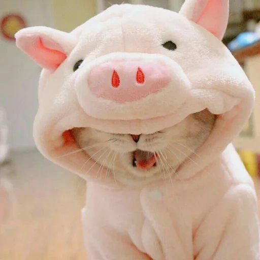 toys, piggy meme, a cheerful animal, animals are interesting, a funny animal tone